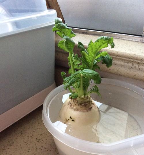 白萝卜水培养殖方法是什么？如何成功种植白萝卜？