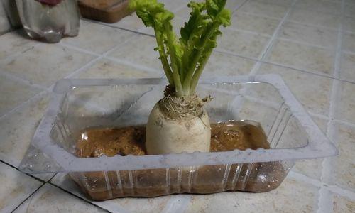白萝卜水培养殖方法是什么？如何成功种植白萝卜？