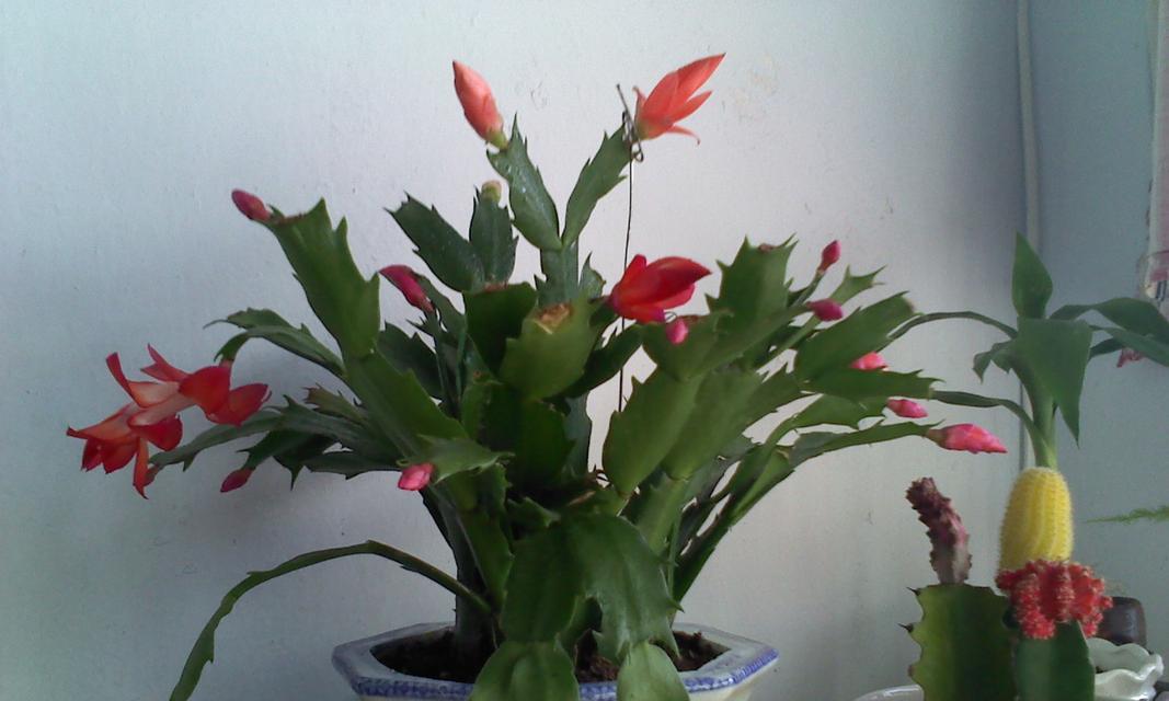 蟹爪兰的最佳摆放位置是什么？如何确保其健康生长？