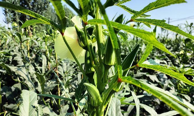 秋葵亩产量多少斤？如何提高秋葵的产量？