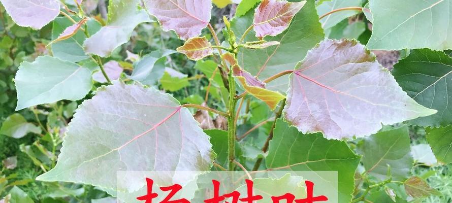 杨树叶子的形状和特点是什么?如何识别杨树的叶子?_花植网