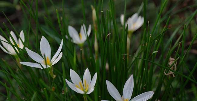 葱兰怎么养？养殖葱兰需要注意哪些问题？