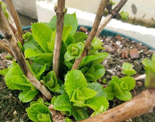 绣球冬天会冻死吗？如何在寒冷季节保护绣球花？