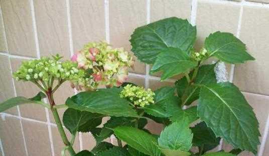 绣球冬天会冻死吗？如何在寒冷季节保护绣球花？