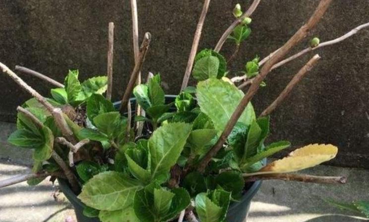 绣球冬天会冻死吗？如何在寒冷季节保护绣球花？