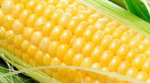 玉米含糖量高吗？了解玉米的糖分含量及其影响因素？