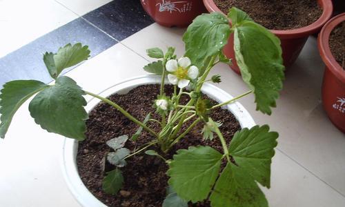 草莓喜阴还是喜阳光？种植草莓时的光照需求解析？