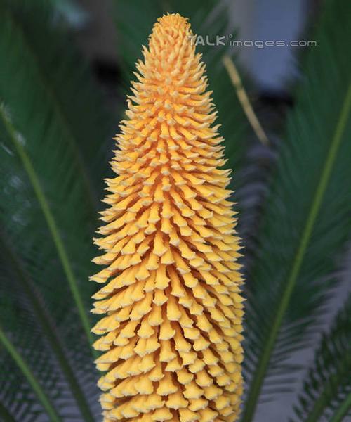 铁树属于裸子植物吗？如何区分裸子植物和被子植物？