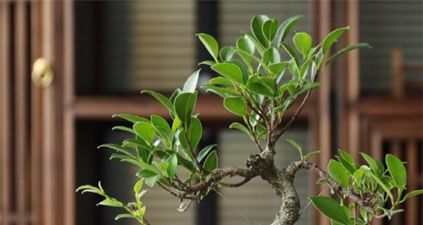 六月雪需要每天浇水吗？如何正确照顾六月雪？