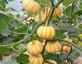 板栗南瓜几月份种植最合适？如何保证高产？