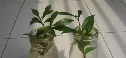 鸡蛋皮泡醋浇花有效吗？使用方法和注意事项是什么？