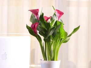 马蹄莲换盆的最佳时机是什么时候？换盆后需要注意什么？