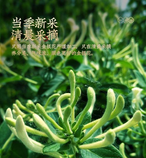 金银花是否耐晒?如何正确养护避免阳光伤害?