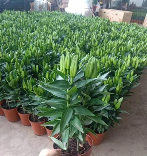 百合最佳收获时间是什么时候？几月份最合适？