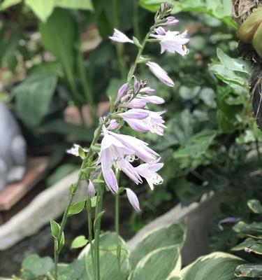 玉簪花喜阴还是喜阳？如何正确养护玉簪花？