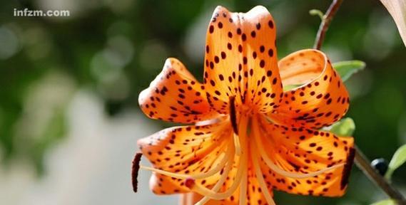 百合属于被子植物吗?它们的分类特征是什么?