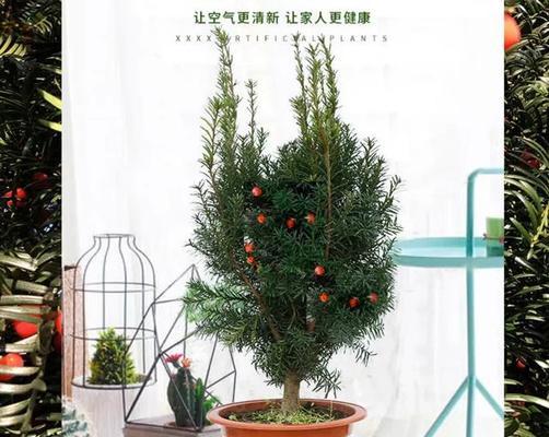 红豆杉换盆后多久浇水一次？换盆后的正确浇水方法是什么？