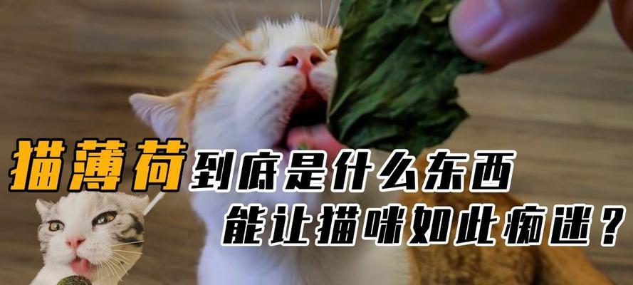 猫薄荷对猫有什么神奇效果？为何猫对它如此着迷？花植网 