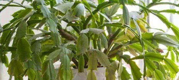 蟹爪兰扦插的最佳时间是什么时候？如何确保成活率高？