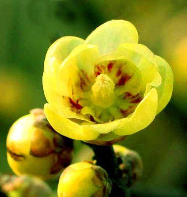 腊梅长什么样子？如何辨认腊梅的特征？