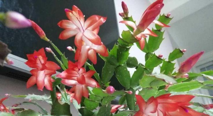 蟹爪兰冬季浇水方法？如何确保正确水分供给？