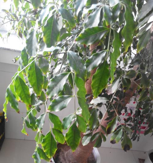 幸福树叶尖干枯了怎么办？如何有效预防和处理？