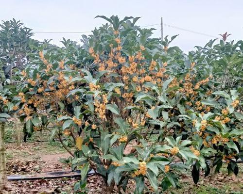 院子里可以种桂花树吗？桂花树种植的注意事项有哪些？