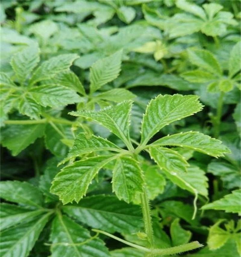 绞股蓝种子种植的最佳时间是什么时候？如何确保高成活率？