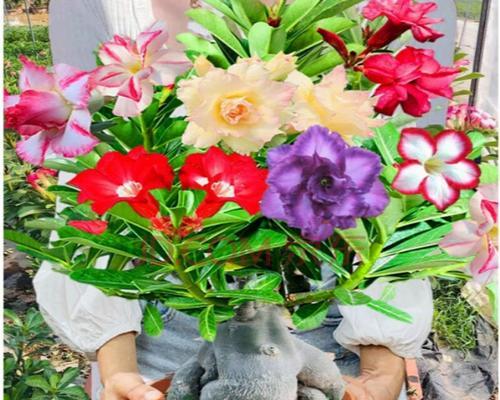 沙漠玫瑰什么时候开花？如何照料以延长花期？