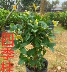 四季桂最名贵品种是什么？如何鉴别和养护？