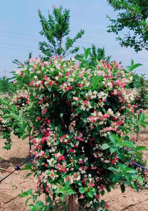 五彩锦带的开花时间是什么时候?如何正确养护以促进开花?_花植网