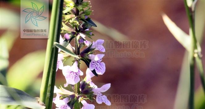 水梅花是草本还是木本植物？如何区分？