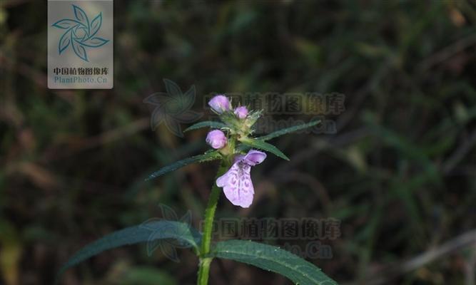 水梅花是草本还是木本植物？如何区分？