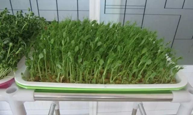 阳台种植黄豆的最佳时间是什么时候？有哪些简单方法？