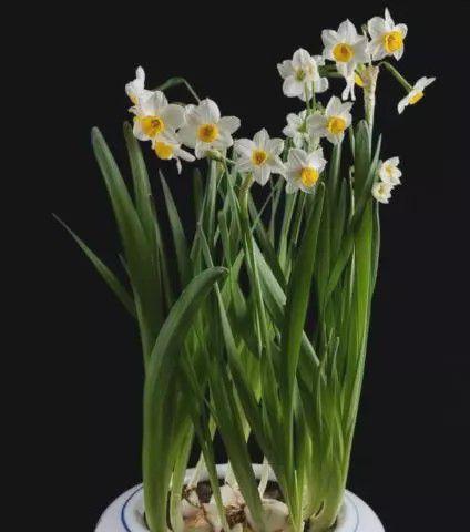 水仙是什么植物？水仙的种类和特点有哪些？