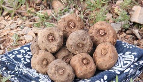 魔芋是什么植物?魔芋的特性及其在饮食中的应用是什么?