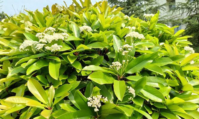 石楠花通常是什么颜色的？不同种类的石楠花颜色有何不同？