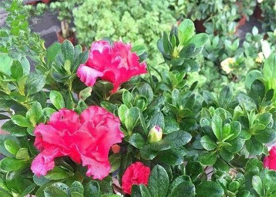 杜鹃花不开花怎么回事？如何解决？