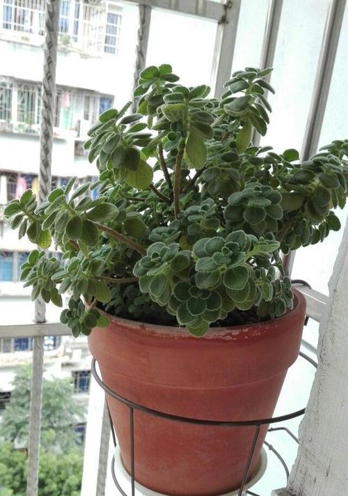 碰碰香水培可行吗？如何正确进行水培操作？