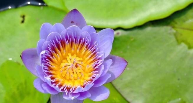 睡莲通常在哪个季节开花？具体开花时间是什么时候？