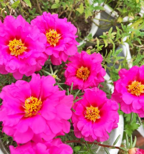 太阳花是多年生还是年生植物？如何区分和养护？