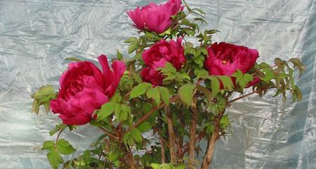 牡丹花最佳种植时间是什么时候？如何确保栽种成功？