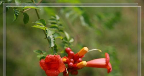 凌霄花可以吃吗？食用凌霄花的正确方法和注意事项是什么？