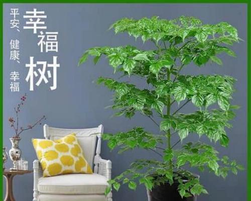 幸福树怎么养家庭养法？有哪些注意事项和技巧？