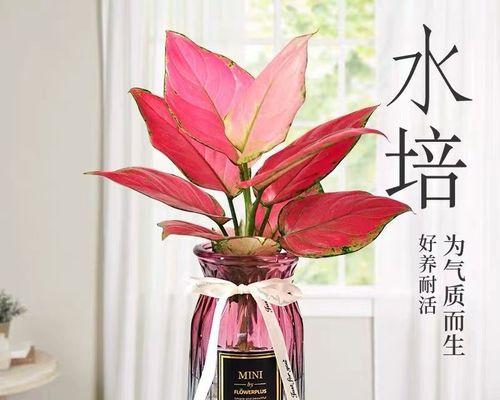好养的水培植物有哪些？适合新手的水培植物推荐？