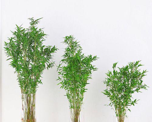 好养的水培植物有哪些？适合新手的水培植物推荐？