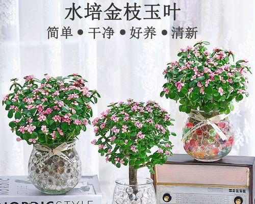 好养的水培植物有哪些？适合新手的水培植物推荐？