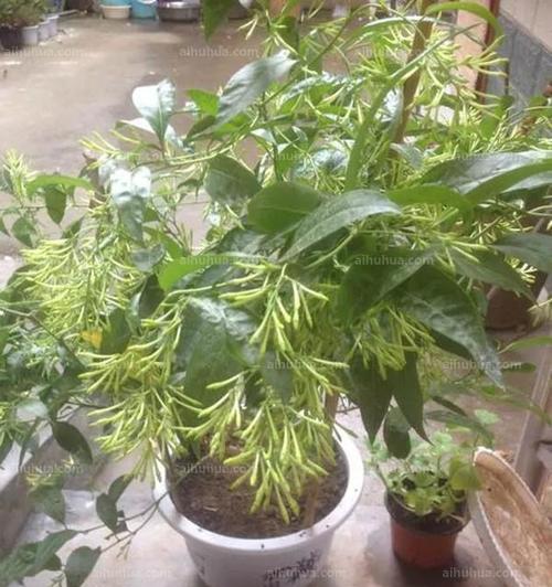 家里可以种夜来香吗？种植夜来香需要注意什么？