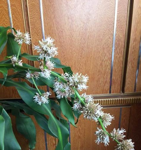 巴西木开花秘诀是什么？如何正确养护以促进开花？
