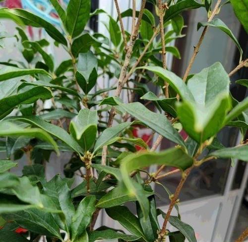 桂花开花时浇水需要注意什么？